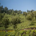 Discover the Magic of Munnar in Your Own Holiday Home | Holiday Home At Munnar